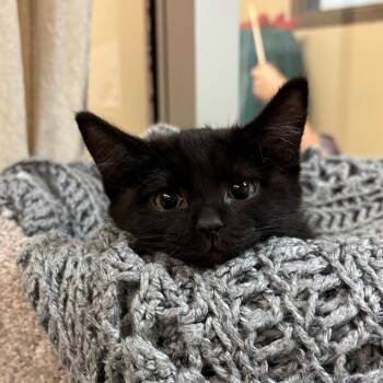 Priestess -  Domestic Short Hair Cat for Adoption in Flagstaff, Arizona - Priestess | PetCurious