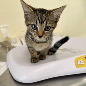 Elio -  Domestic Short Hair Cat for Adoption in Galax, Virginia - Elio | PetCurious