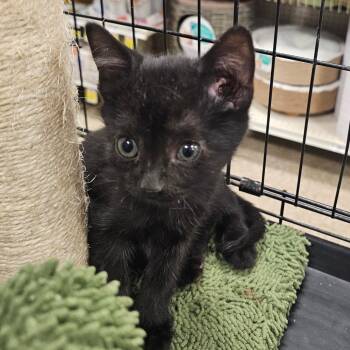 Mouse -  Domestic Short Hair Cat for Adoption in Rochester, Minnesota - Mouse | PetCurious