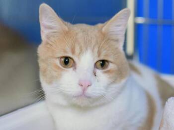 Pickles -  Domestic Short Hair Cat for Adoption in Portland, Oregon - Pickles | PetCurious