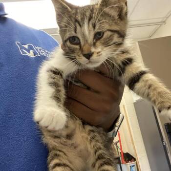 Domestic Short Hair Cats Available for Adoption in Memphis, Tennessee - Yankee | PetCurious