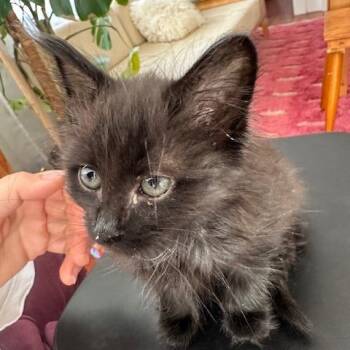 Domestic Short Hair Cats Available for Adoption in Los Angeles, California - Nurse Dana | PetCurious