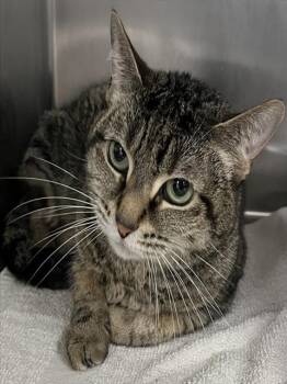 Domestic Short Hair Cats Available for Adoption - QTIP | PetCurious