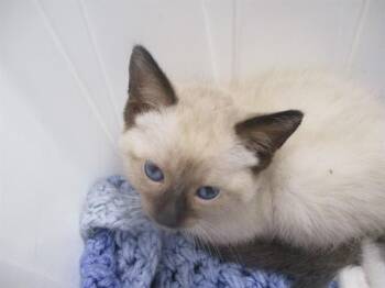 A383523 -  Siamese Cat for Adoption in Ocala, Florida - A383523 | PetCurious