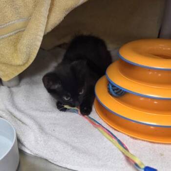 Solitaire -  Domestic Short Hair Cat for Adoption in Westland, Michigan - Solitaire | PetCurious