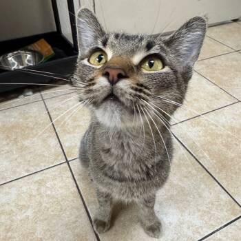 Rescue Domestic Short Hair Cats for Adoption in Pekin, Illinois - Lady Gaga | PetCurious