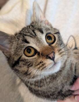 Domestic Short Hair Cats Available for Adoption - Koa | PetCurious