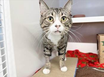 Rescue Domestic Short Hair Cats for Adoption in Brentwood, Missouri - WALTER MITTENS | PetCurious