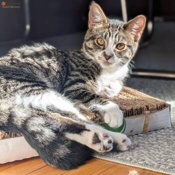 Cricket (bonded to Spark) -  Domestic Short Hair Cat for Adoption in Hamilton, Ontario - Cricket (bonded To Spark) | PetCurious