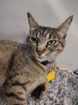 Purrecious -  Domestic Short Hair Cat for Adoption in Portland, Oregon - Purrecious | PetCurious