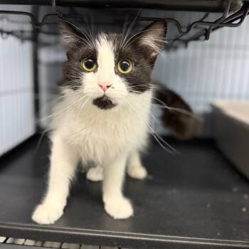 Rosalyn -  Domestic Medium Hair Cat for Adoption in Portage, Michigan - Rosalyn | PetCurious