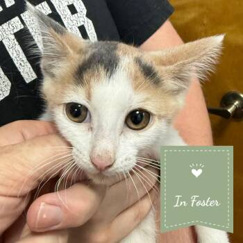 Gouda -  Domestic Short Hair Cat for Adoption in Chico, California - Gouda | PetCurious