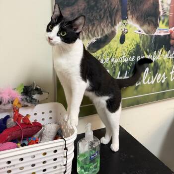 American Shorthair Cats Available for Adoption - Bucky - Loves Cats & Kids - Is Cool With Dogs | PetCurious