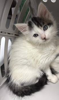 Pen 9 Marty -  Domestic Short Hair Cat for Adoption in Lawrenceville, Georgia - Pen 9 Marty | PetCurious