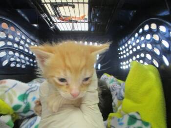 A381574 -  Domestic Short Hair Cat for Adoption in Ocala, Florida - A381574 | PetCurious