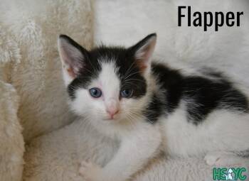 Domestic Short Hair Cats Available for Adoption in Fort Mill, South Carolina - Flapper | PetCurious