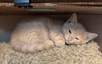 Ac Unit K1 Furnace -  Domestic Short Hair Cat for Adoption in Sherwood, Oregon - Ac Unit K1 Furnace | PetCurious