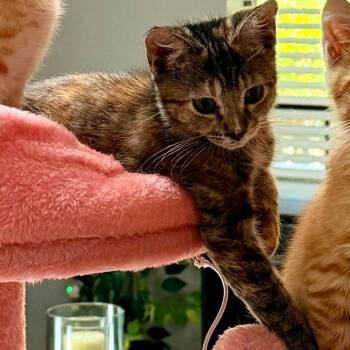 Wendy (Tortilla) -  Domestic Short Hair Cat for Adoption in Tallahassee, Florida - Wendy (Tortilla) | PetCurious