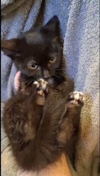 Twinkle -  Domestic Short Hair Cat for Adoption in Shawnee, Oklahoma - Twinkle | PetCurious