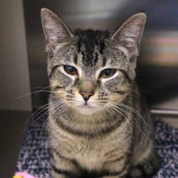 Princess -  Domestic Short Hair Cat for Adoption in Des Moines, Iowa - Princess | PetCurious