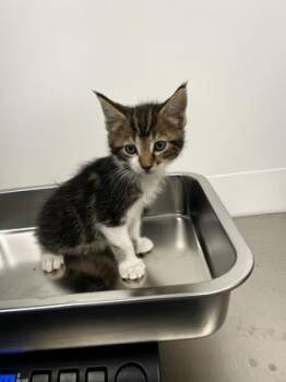 Phalange -  Domestic Short Hair Cat for Adoption in Roseville, California - Phalange | PetCurious