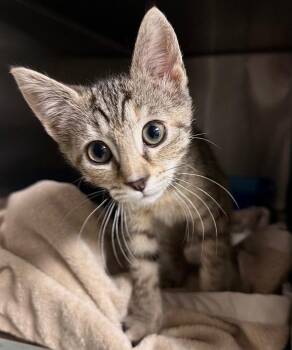 Porsche (Petsmart) -  Domestic Short Hair Cat for Adoption in Ocala, Florida - Porsche (Petsmart) | PetCurious
