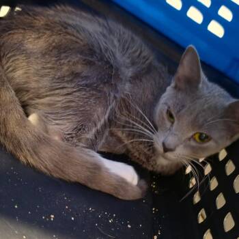 Kevin -  American Shorthair Cat for Adoption in Melrose, Florida - Kevin | PetCurious
