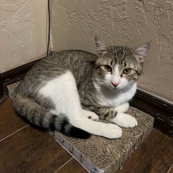 Rescue Domestic Short Hair Cats for Adoption in Warr Acres, Oklahoma - Coco | PetCurious