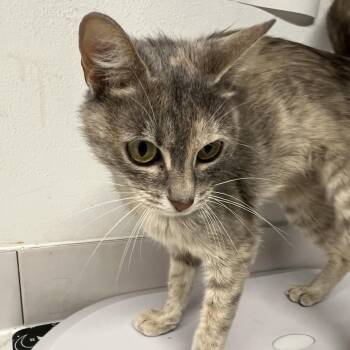 Muon -  Domestic Short Hair Cat for Adoption in St. Louis, Missouri - Muon | PetCurious