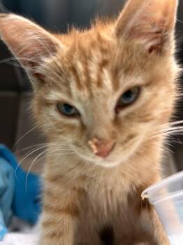 JEEBLE -  Domestic Short Hair Cat for Adoption in Riverside, California - JEEBLE | PetCurious