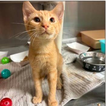 Nacho -  Domestic Short Hair Cat for Adoption in Concord, North Carolina - Nacho | PetCurious