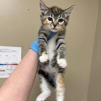 Flora -  Domestic Short Hair Cat for Adoption in Birmingham, Alabama - Flora | PetCurious