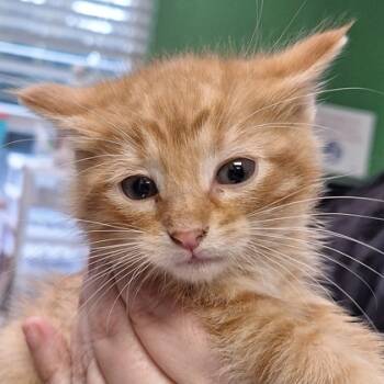 Rescue Domestic Short Hair Cats for Adoption in Kansas City, Missouri - Thomas | PetCurious