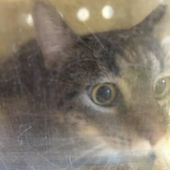 Dum Dum -  Domestic Short Hair Cat for Adoption in Philadelphia, Pennsylvania - Dum Dum | PetCurious
