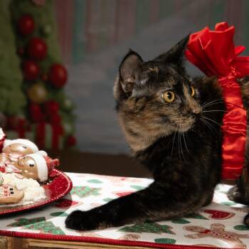Liberty -  American Shorthair Cat for Adoption in Tipton, Indiana - Liberty | PetCurious
