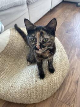Dilute Tortoiseshell Cats Available for Adoption - Sassy (FCID# 01/19/2026 - 68) | PetCurious