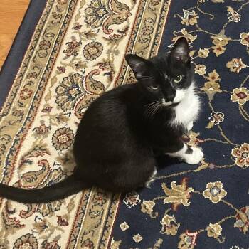 Wren -  Domestic Short Hair Cat for Adoption in Chicago, Illinois - Wren | PetCurious