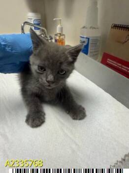 RAMSESS -  Domestic Short Hair Cat for Adoption in West Palm Beach, Florida - RAMSESS | PetCurious