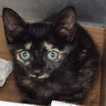 Jill (Green) -  Domestic Short Hair and Extra Toes Cat Hemingway Polydactyl Cat for Adoption in Vieques, Vieques - Jill (Green) | PetCurious