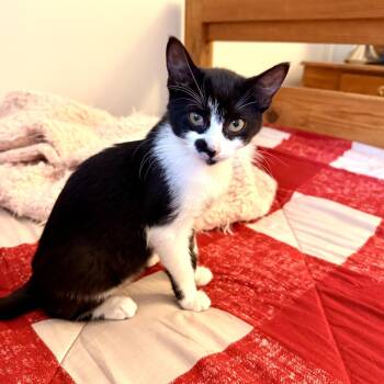 Cookies & Cream -  Domestic Short Hair Cat for Adoption in Germantown, Maryland - Cookies & Cream | PetCurious