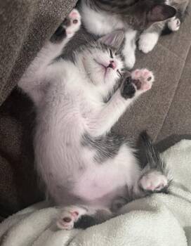 Rikki Tikki Tavvi -  Domestic Short Hair Cat for Adoption in Dublin, California - Rikki Tikki Tavvi | PetCurious
