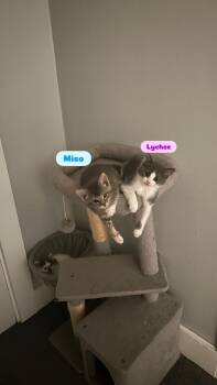 Miso and Lychee -  Domestic Short Hair Cat for Adoption in Canton, Massachusetts - Miso And Lychee | PetCurious