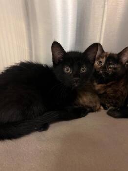Jinx -  Domestic Short Hair Cat for Adoption in Frankfort, Kentucky - Jinx | PetCurious
