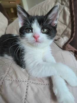Magpie -  Tuxedo Cat for Adoption in Brighton, Michigan - Magpie | PetCurious
