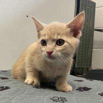 Killian -  Domestic Short Hair Cat for Adoption in Spruce Pine, North Carolina - Killian | PetCurious