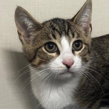 Hotch -  Domestic Short Hair Cat for Adoption in Hutchinson, Minnesota - Hotch | PetCurious