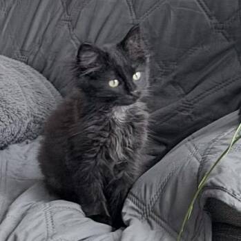 Domestic Long Hair Cats Available for Adoption - Rousey | PetCurious