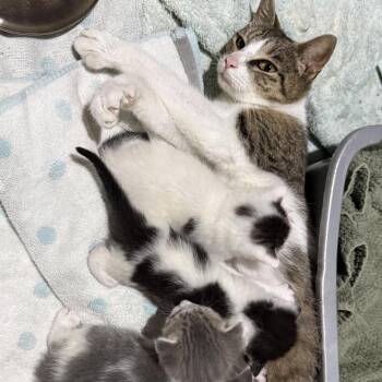 Electra -  Domestic Short Hair Cat for Adoption in Philadelphia, Pennsylvania - Electra | PetCurious