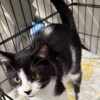 Lawrence -  Domestic Short Hair Cat for Adoption in Normal, Illinois - Lawrence | PetCurious