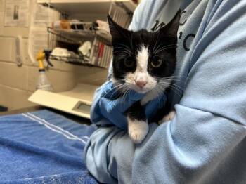 Rescue Domestic Short Hair Cats for Adoption in Raleigh, North Carolina - SWEETS | PetCurious